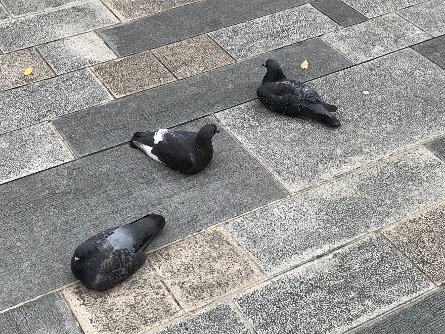 ぺたんこ座りの鳩🐦❗️