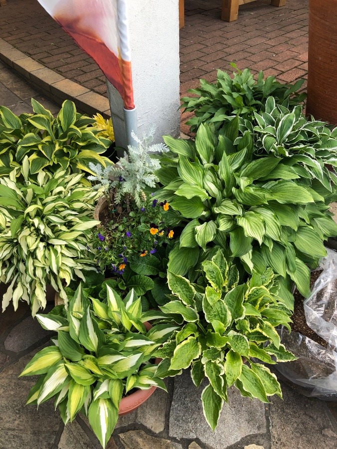 ギボウシの寄せ植え