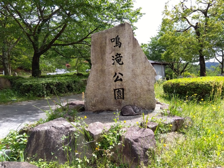 石碑の前でお昼寝🐱🌳