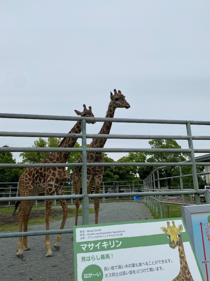 熊本市動植物園　マサイキリン