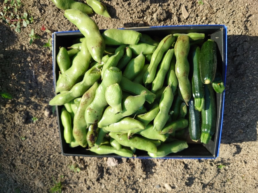 夏野菜作りお手伝い後の収穫　そら豆とズッキーニ