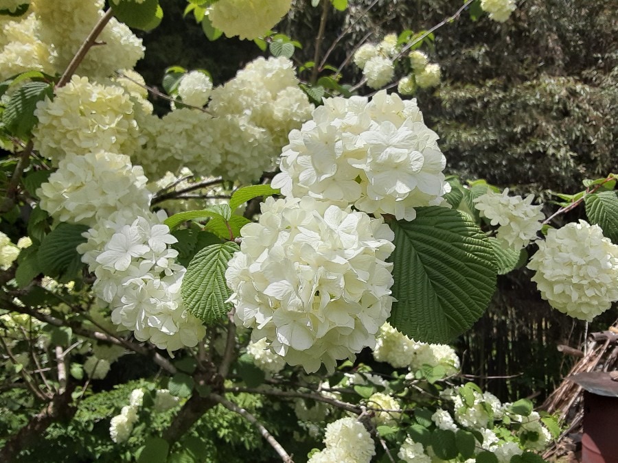 旅先で(オオデマリ🌼)