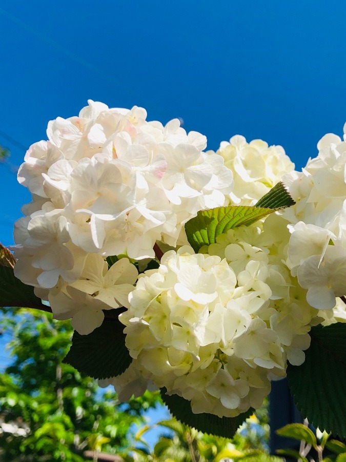 オオデマリの花