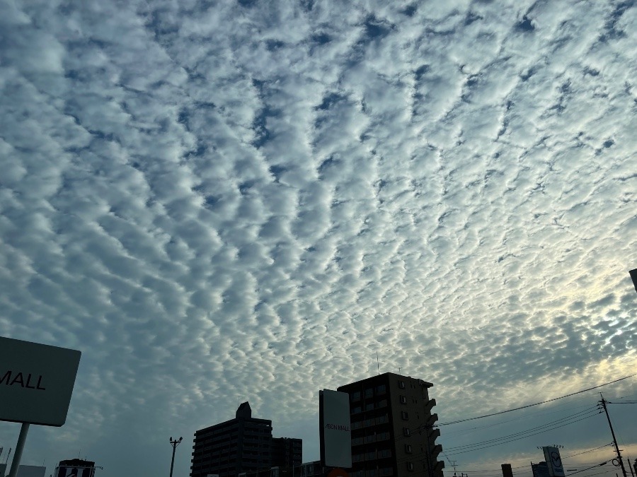 ひつじ雲大量発生🐏