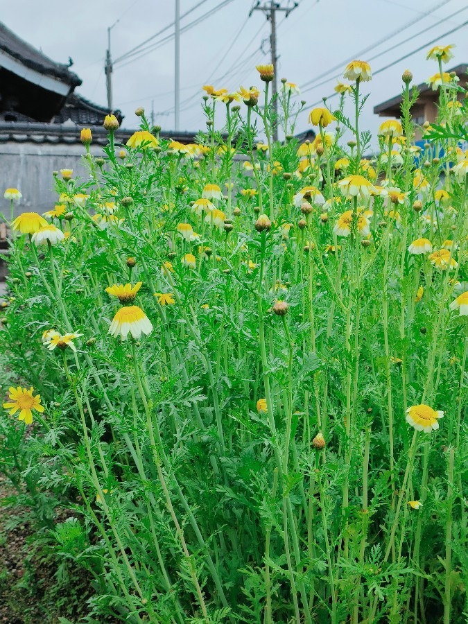 春菊の花🌼