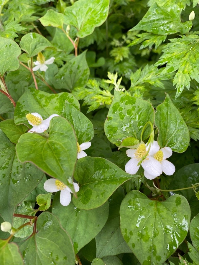 ドクダミの花