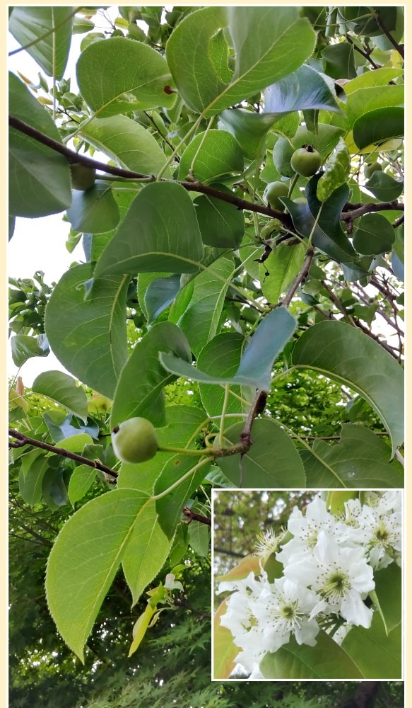 姫リンゴ🍏可愛い実が・・😀