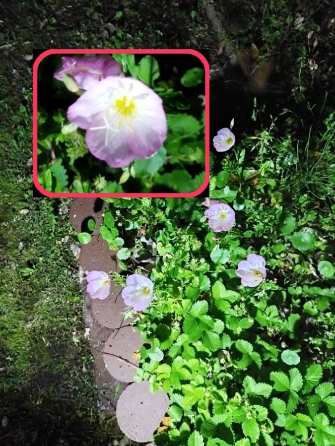 花倶楽部🌼　家の花達🤗実は【昼咲き月見草】夜