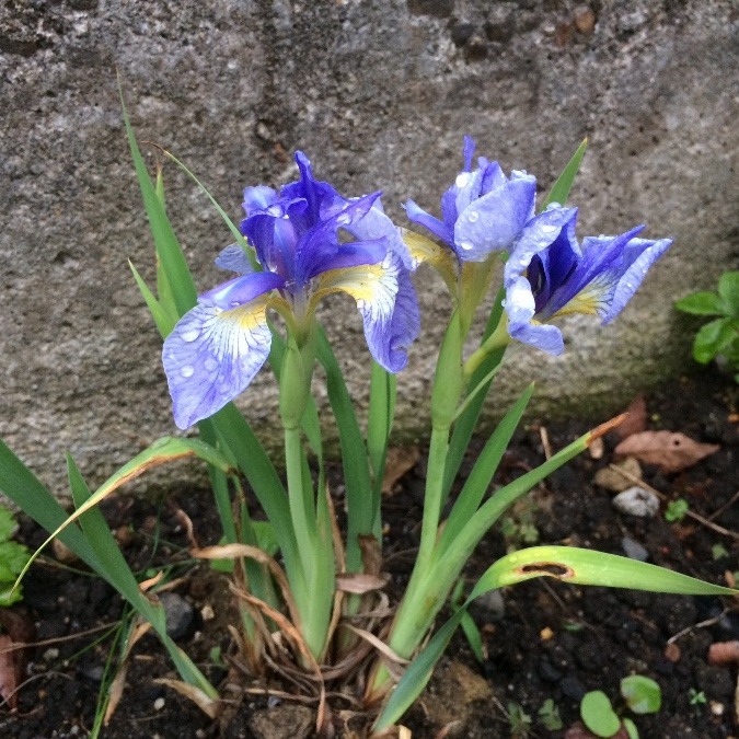 ついに開花✨