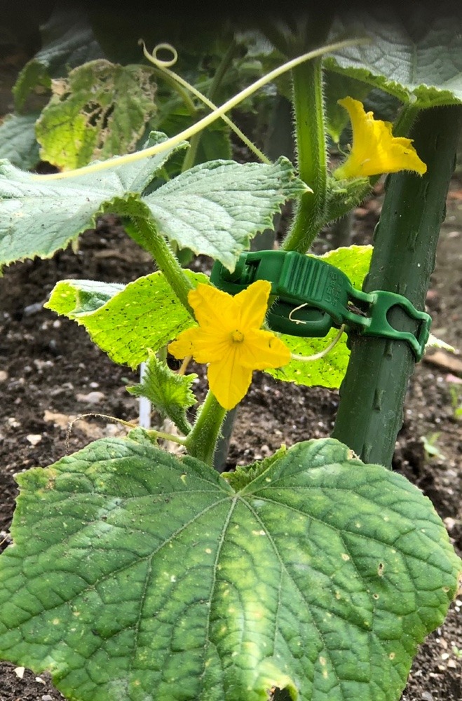 🥒きゅうりの花🌼