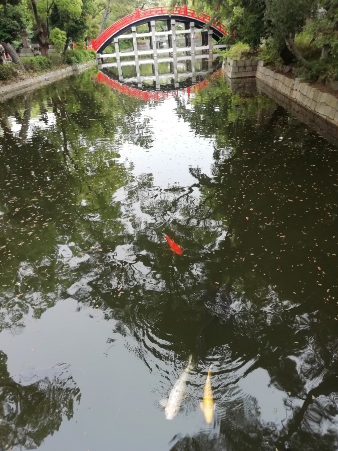 住吉大社の金色のコイ②