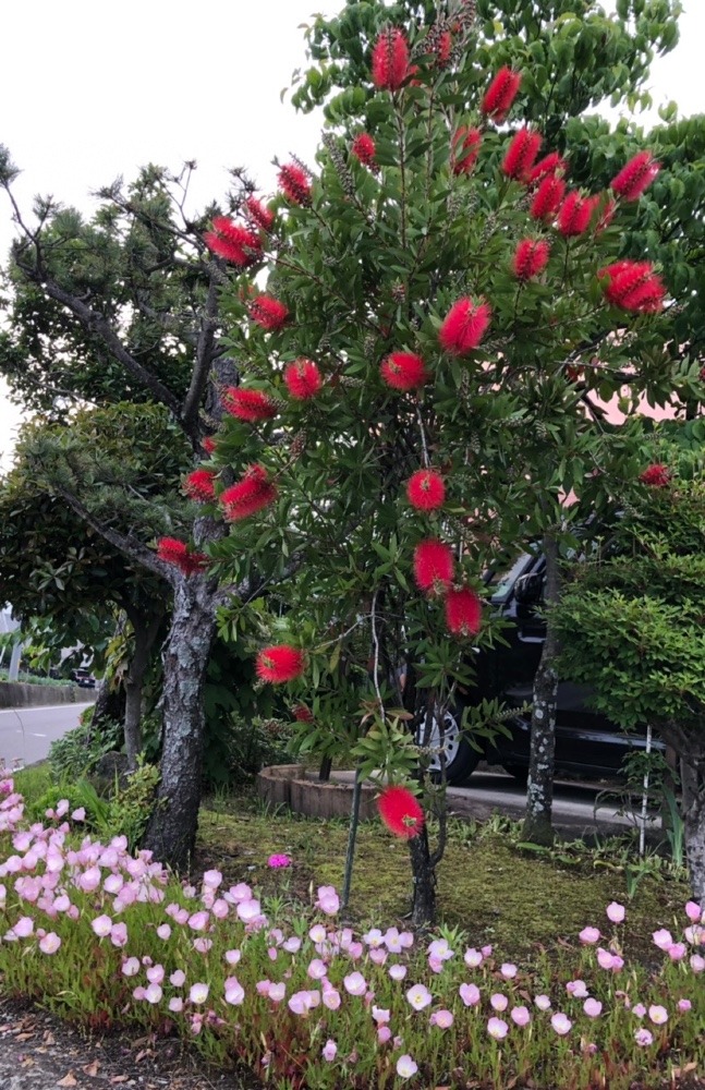 満開🌺になったよ🌺