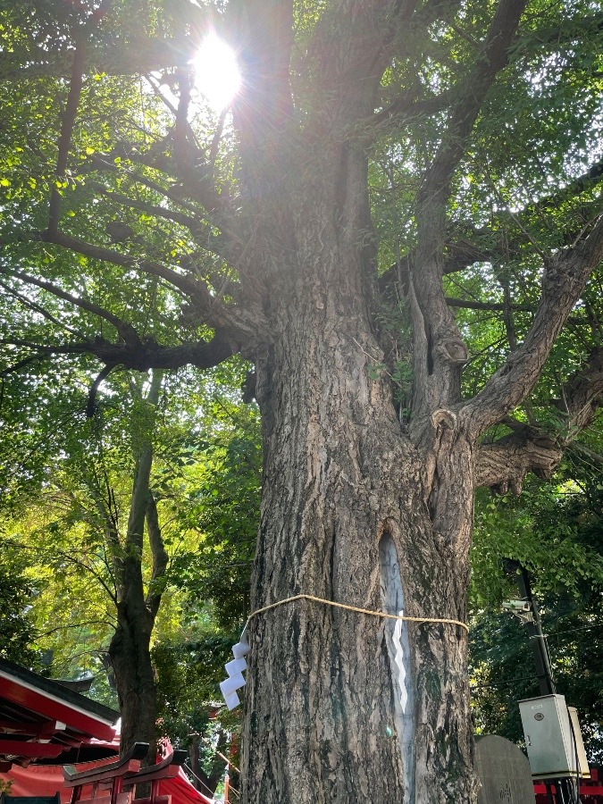 今日も、花園神社⛩