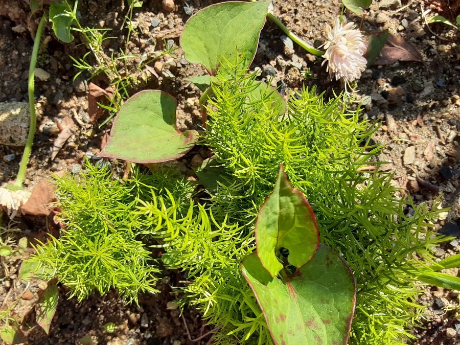 花倶楽部