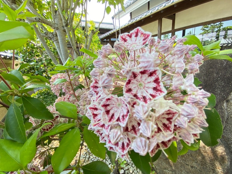 花倶楽部　カルミア