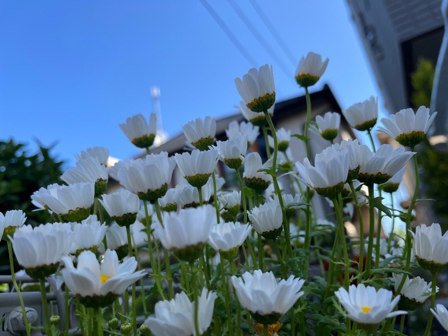 花、開く時季