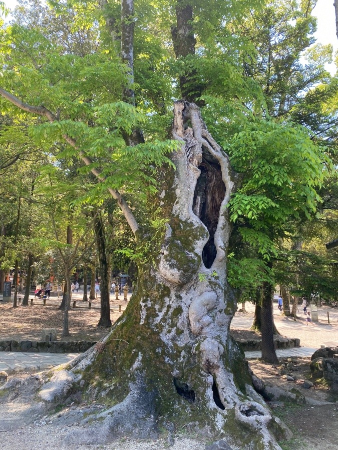 生き続ける老木