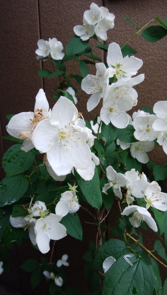 おしゃれな、お花です！