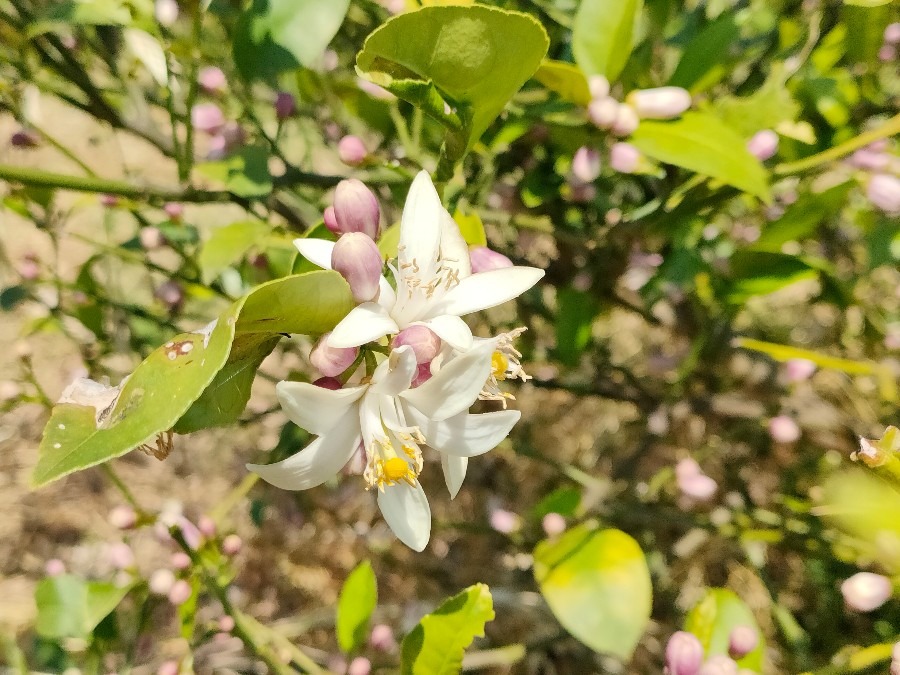 レモンの花