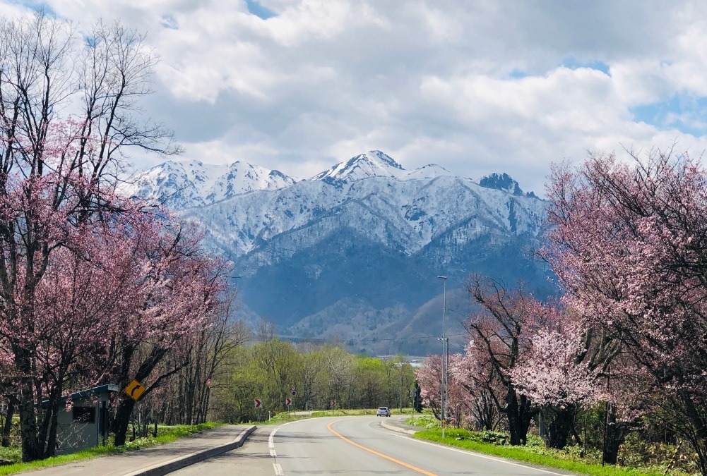 富良野の山々と桜