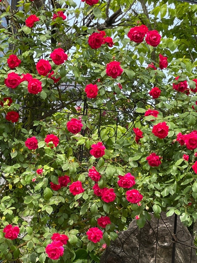 ご近所の薔薇🌹