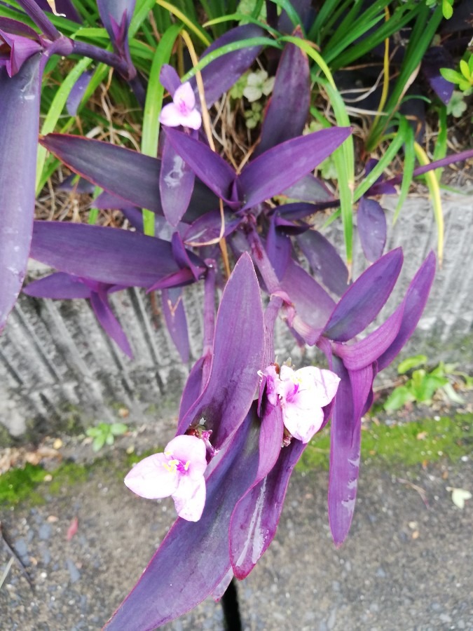 きれいすぎる花🌱🥀