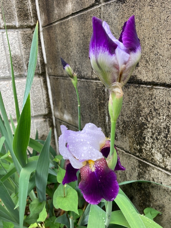 雨に負けないよ