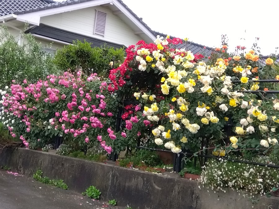 雨☔のローズガーデン🌹