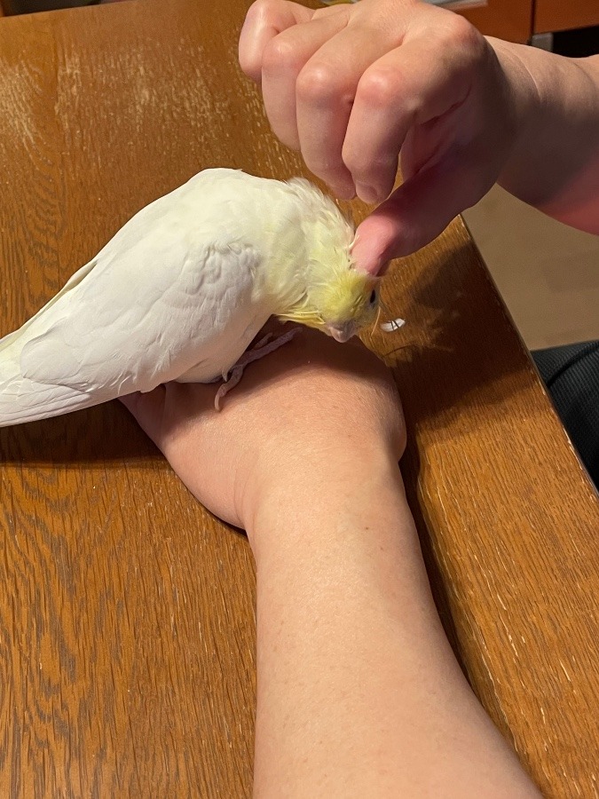 鳥部