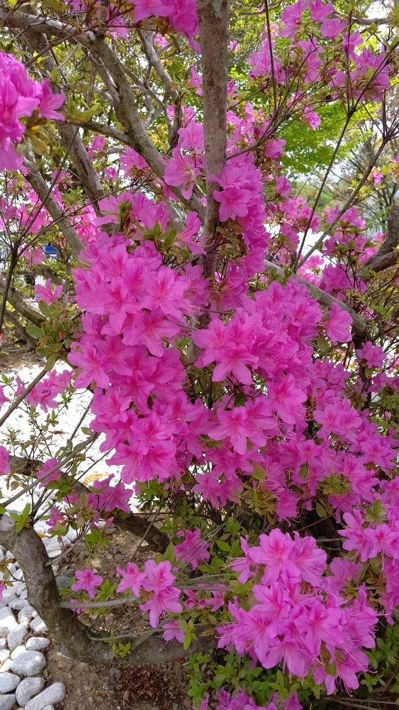 金蛇水神社入口 つつじ💗