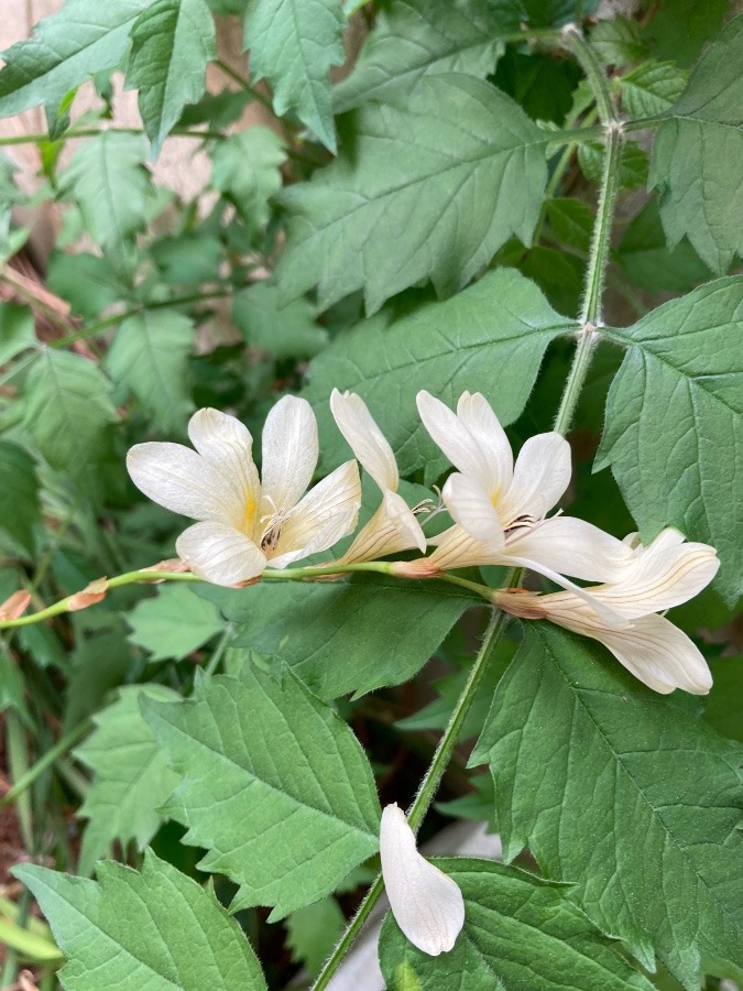 花びら1枚