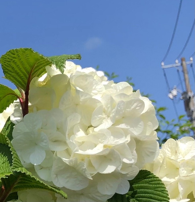 白い紫陽花💠ならぬオオデマリ💠