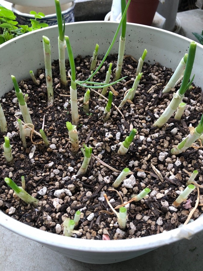 食べ尽くしたネギ🌱