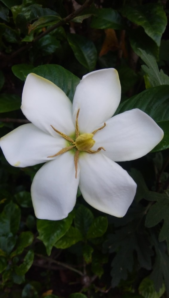 クチナシのお花です！