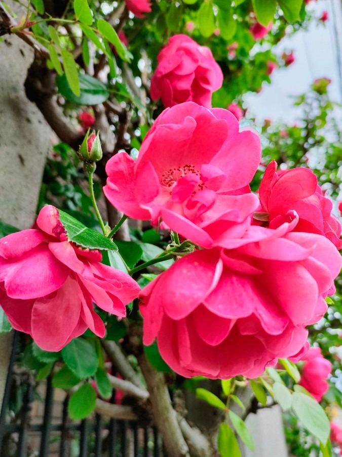 本数でみる薔薇の花言葉🌹