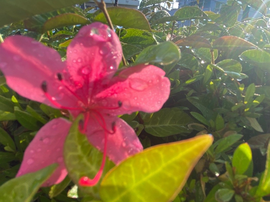 雨上がりの花③