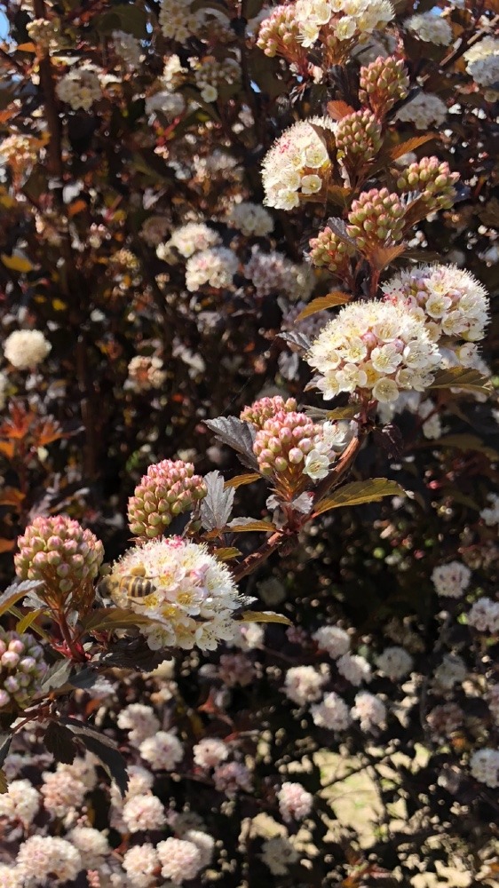 可愛いお花はアメリカ。。。。