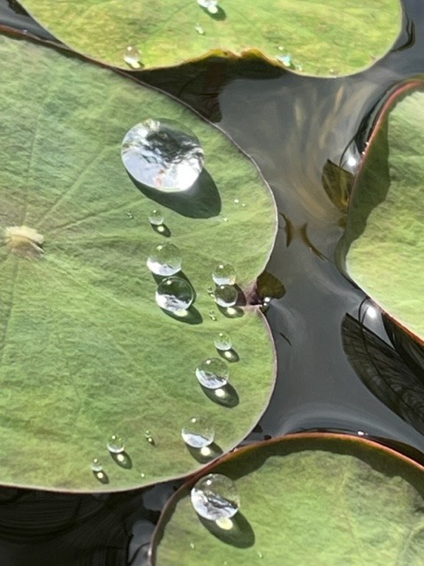 花倶楽部　雨上がりの朝の　ハスの葉