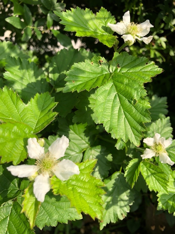 庭の花