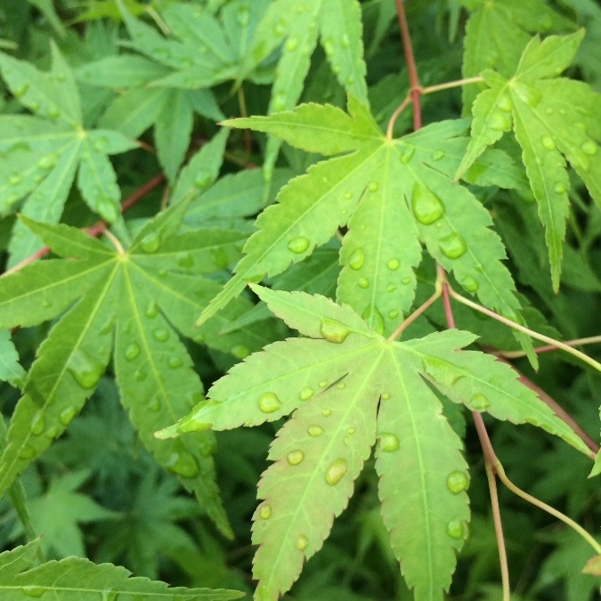 雨上がりの青楓