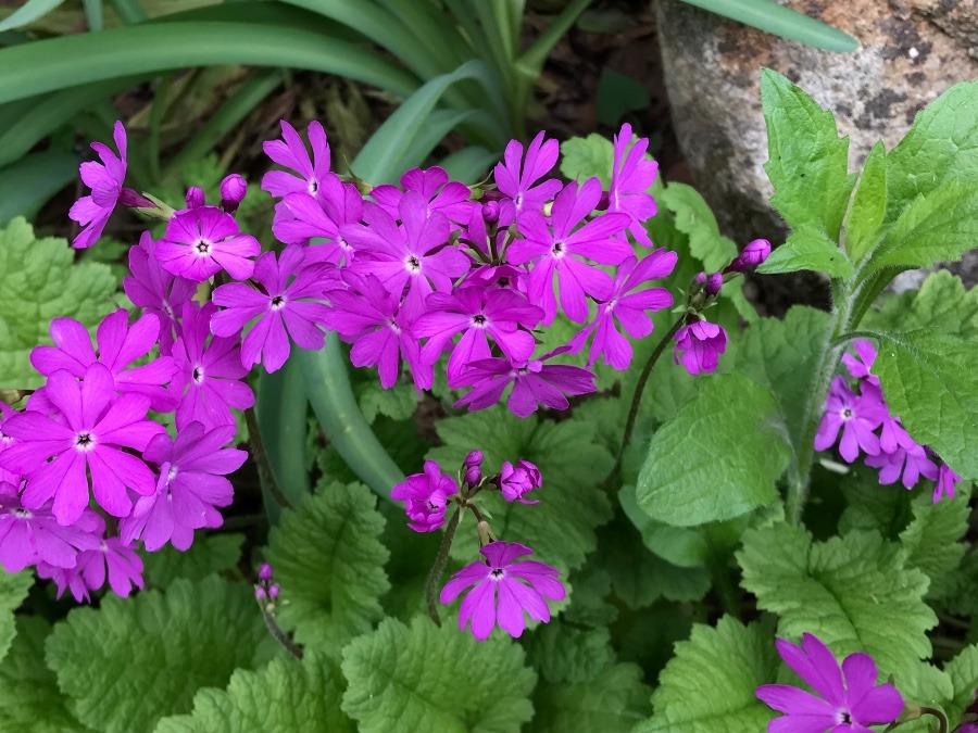 ピンクの花🌸