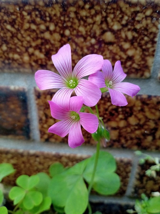 花倶楽部　❾