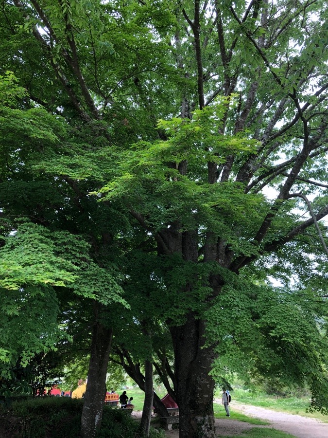 大きな紅葉の木🍁