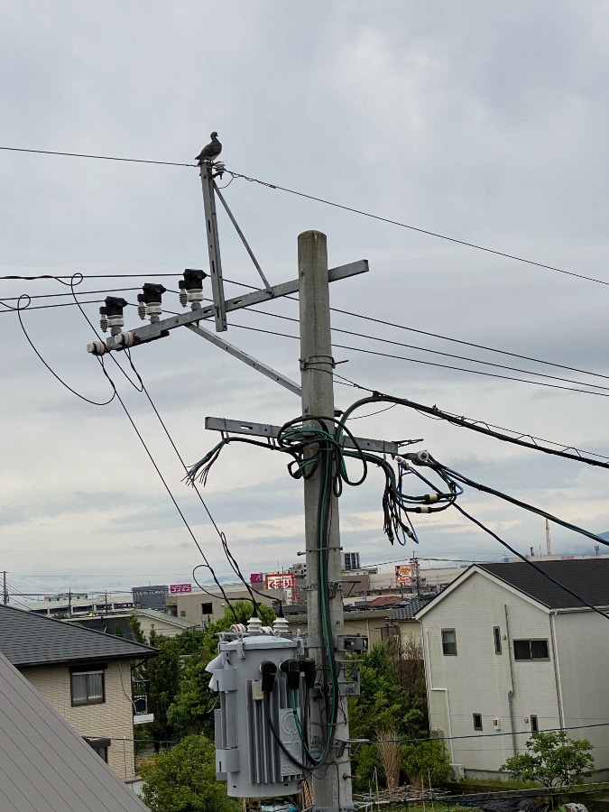 感電死しないのかなぁ‼️