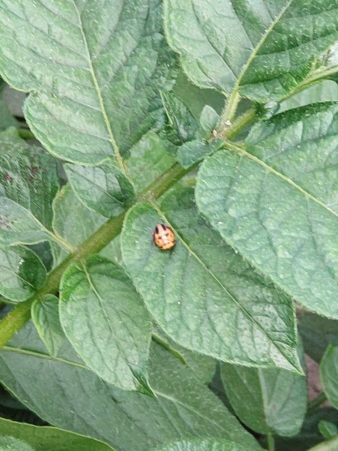 てんとう虫の仲間じゃないよね❓