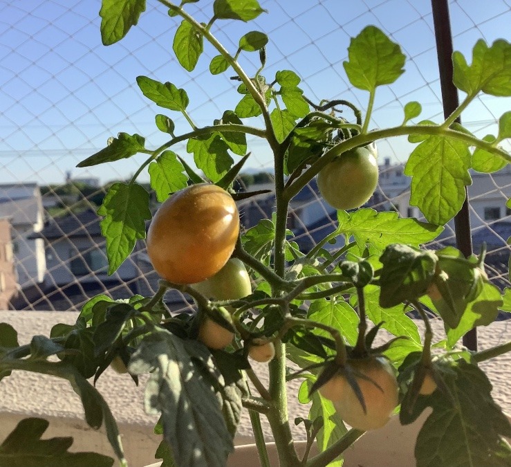 ずぼらトマト