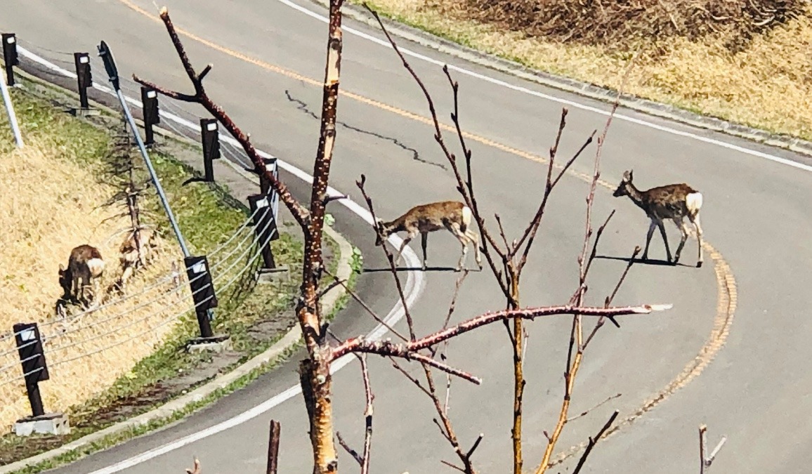 摩周湖の近くで道路を横断するエゾシカです。