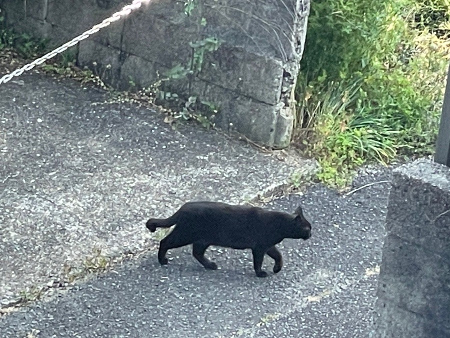 野良の黒猫ちゃん