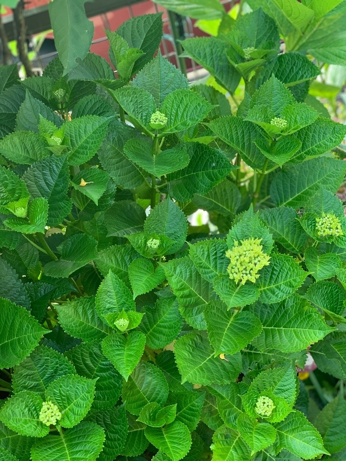 紫陽花の赤ちゃん達