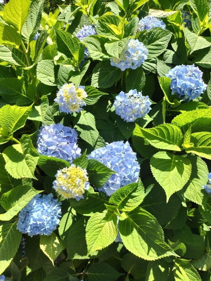 お散歩で紫陽花